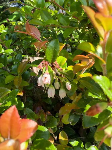 California Huckleberry