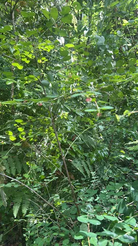 Red Huckleberry