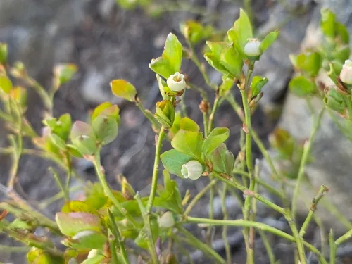 Grouse Whortleberry — photo by C H
