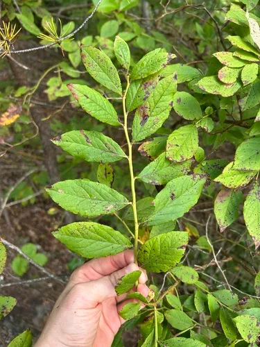 Upland Highbush Blueberry — photo by Vanessa Voelker