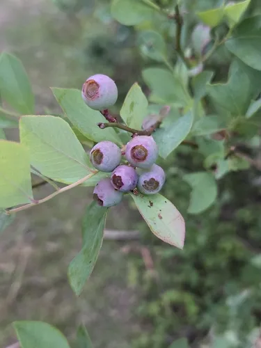 Smallflower Blueberry — photo by Antonia Bookbinder