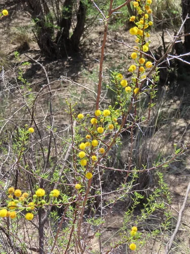 Whitethorn Acacia