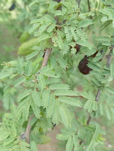 Sweet Acacia
