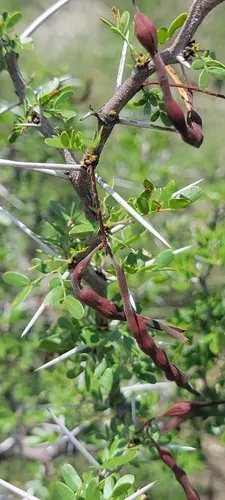 Blackbrush Acacia