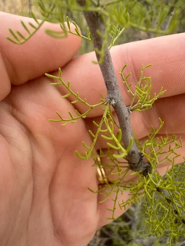 Schott's Wattle