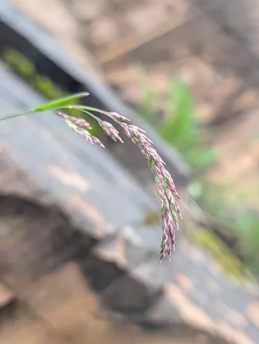 Mountain Hairgrass — photo by Hunter Jackson