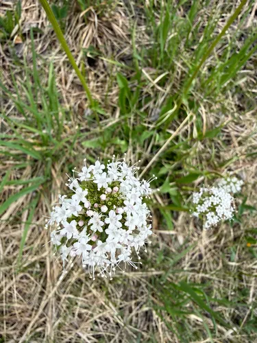 Sharpleaf Valerian — photo by dfoehring