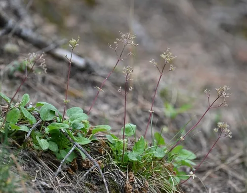 Arizona Valerian