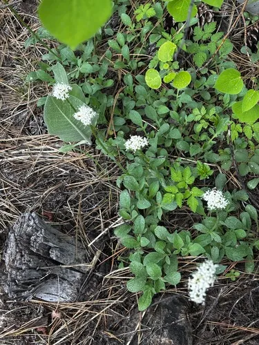 California Valerian