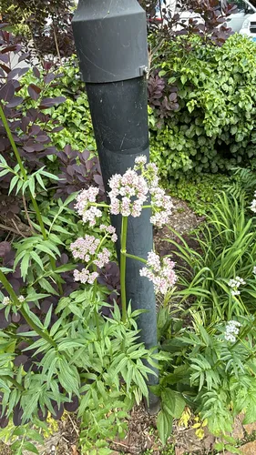Garden Valerian — photo by runweseloh