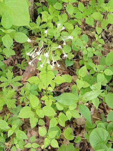 Largeflower Valerian
