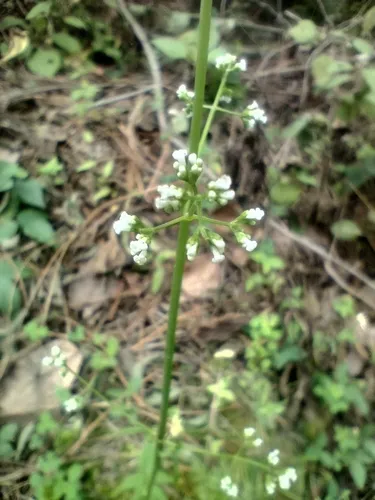 Florida Valerian