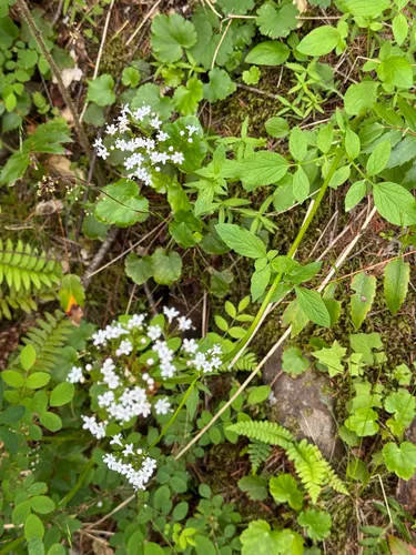 Sitka Valerian — photo by Gregory Schaefer