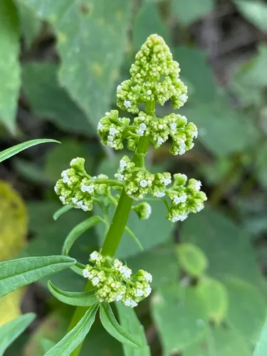 Pineland Valerian — photo by mvz-juangonzalezromero