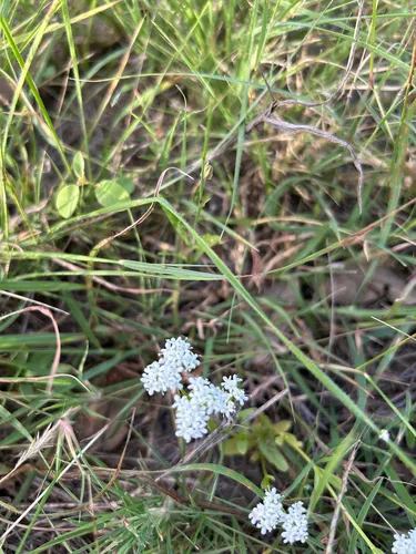 Hairy Cornsalad