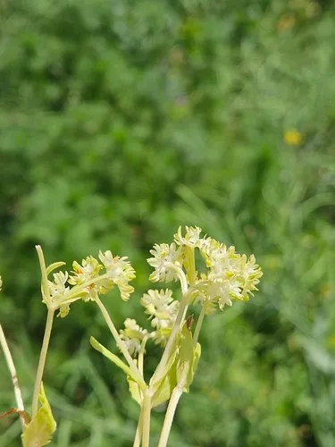 European Cornsalad — photo by Věra Kafková