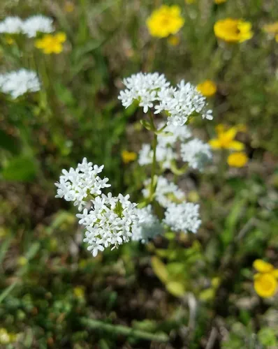Texas Cornsalad — photo by Eric Keith