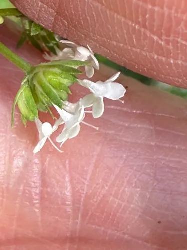 Palmer's Cornsalad — photo by Virginia McDaniel