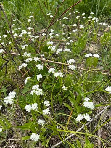 Navel Cornsalad — photo by k3outdoors