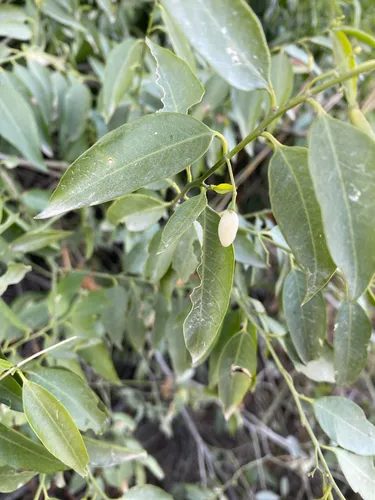 Pearlberry — photo by Analía Benavidez
