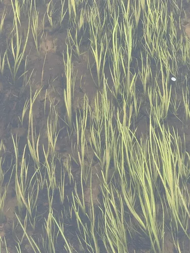 American Eelgrass