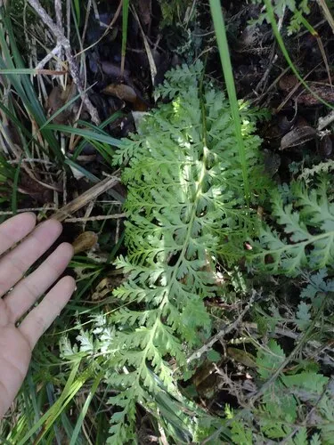 Kauai Fern — photo by Kevin Faccenda
