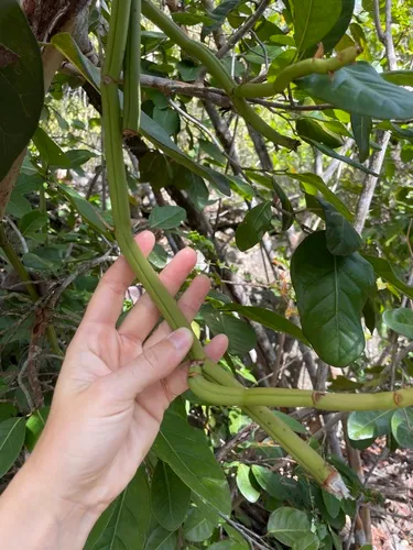 Green Withe