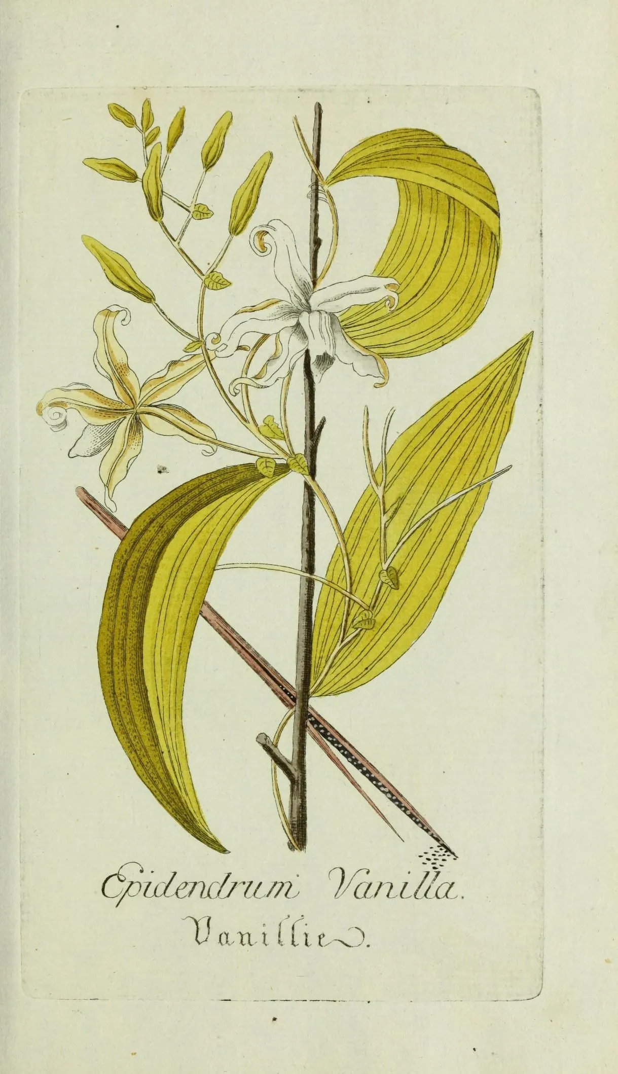 Mexican Vanilla — photo by Unknown author Unknown author