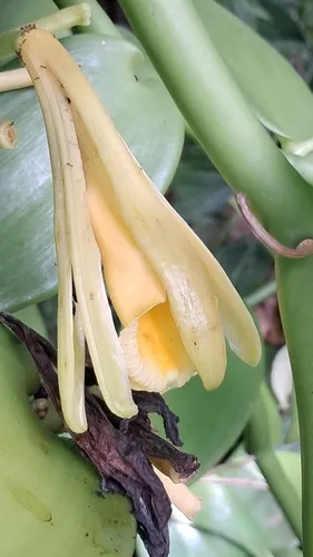 West Indian Vanilla — photo by loes roos