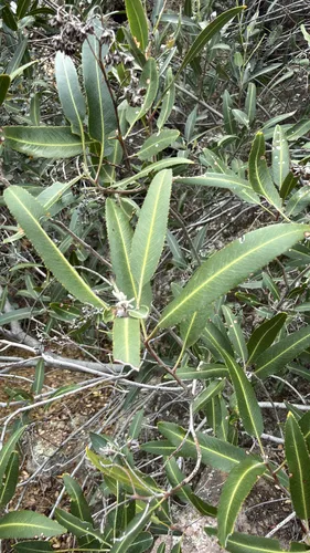 Arizona Rosewood