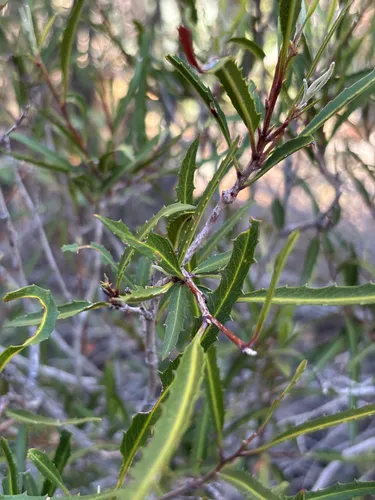 Slimleaf Rosewood (subsp. angustifolia) — photo by Sophia K