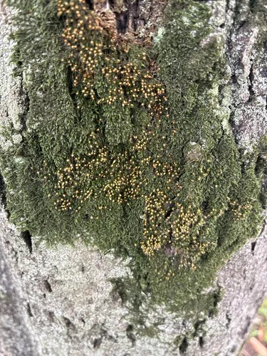 China Venturiella Moss