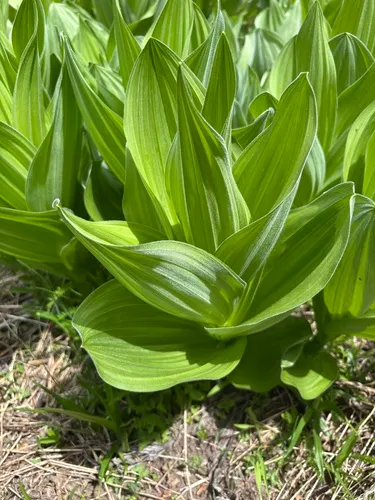 California False Hellebore