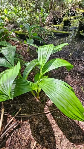 Fringed False Hellebore
