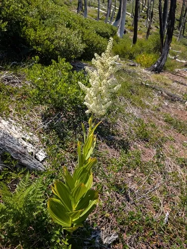 Siskiyou False Hellebore