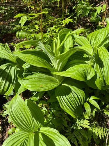 Green False Hellebore — photo by casskozak