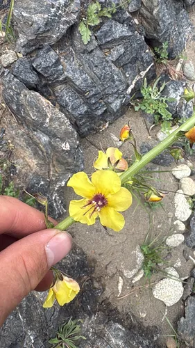 Moth Mullein