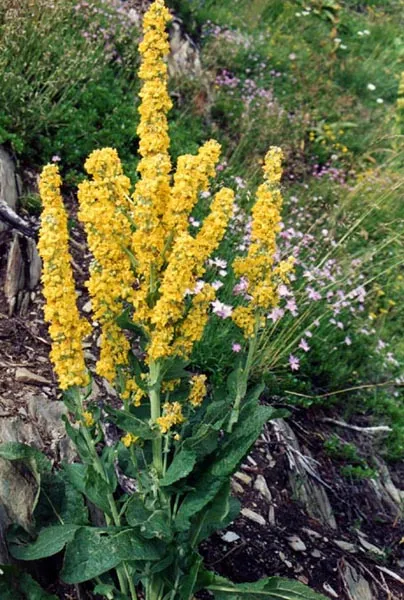 Nettle-leaf Mullein — photo by Ghislain118 http://www.fleurs-des-montagnes.net