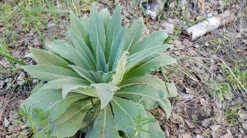 Denseflower Mullein