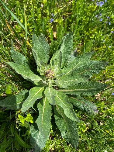 White Mullein — photo by Izabella Farr