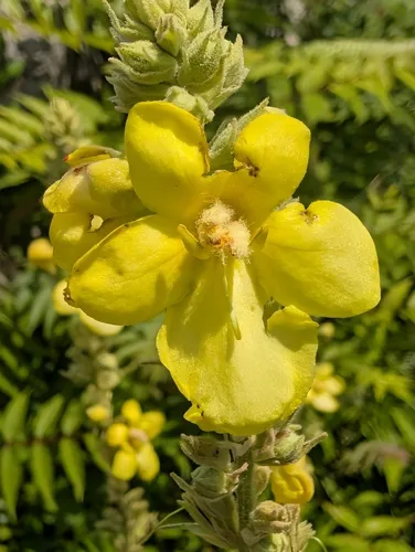 Orange Mullein — photo by Piermario Maculan