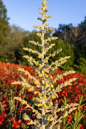 Broad-leaf Mullein