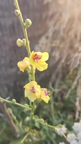 Wavyleaf Mullein — photo by zvizohar