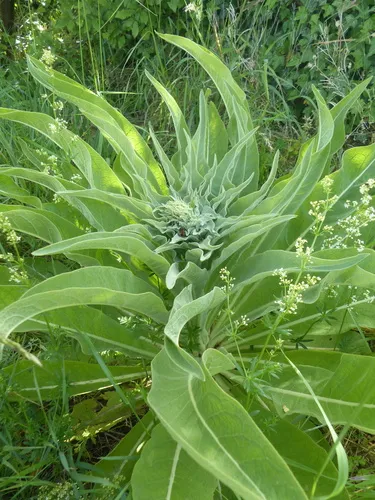 Showy Mullein — photo by Stefan