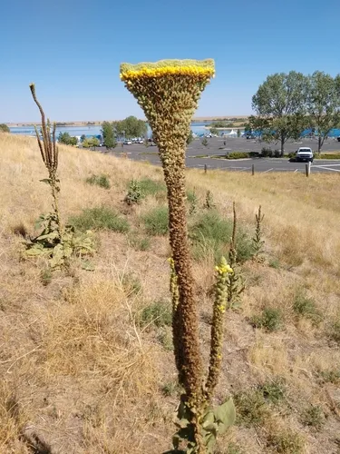 Common Mullein — photo by Eric Watts