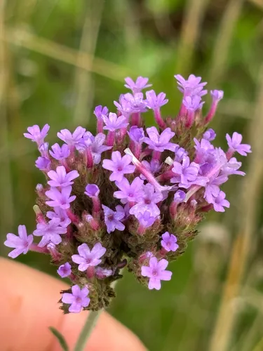 Purpletop Vervain — photo by Debbie Dover