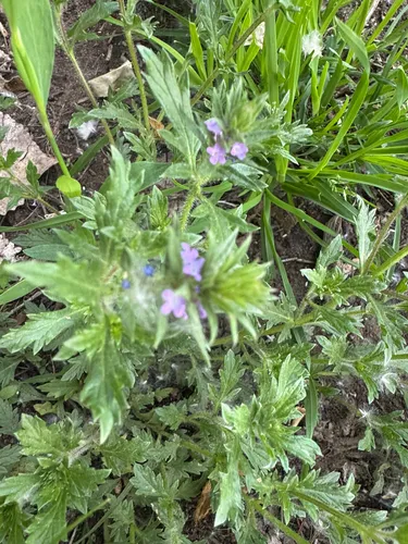 Bigbract Verbena