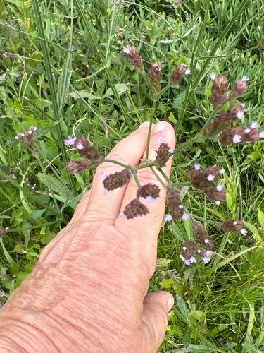 Brazilian Vervain — photo by Christie Gardner