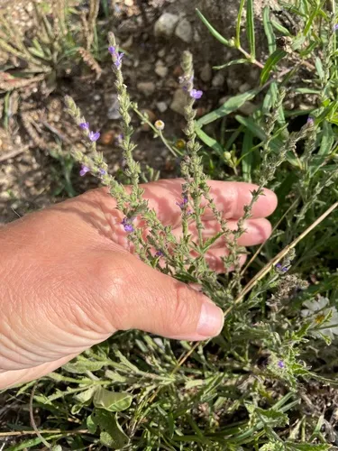 Gray Vervain — photo by lanechaffin