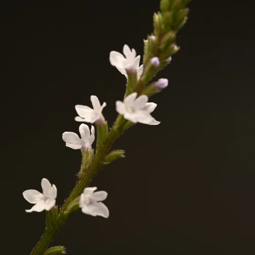 Carolina Vervain